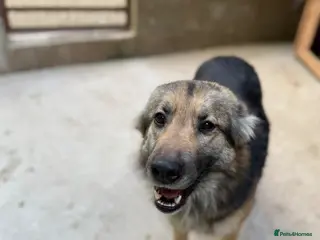 Mixed Breed dogs Saturday 🩷 - Advert 18