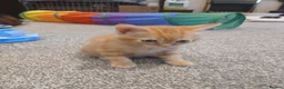 Domestic Shorthair cats for sale: Kittens - Advert 5