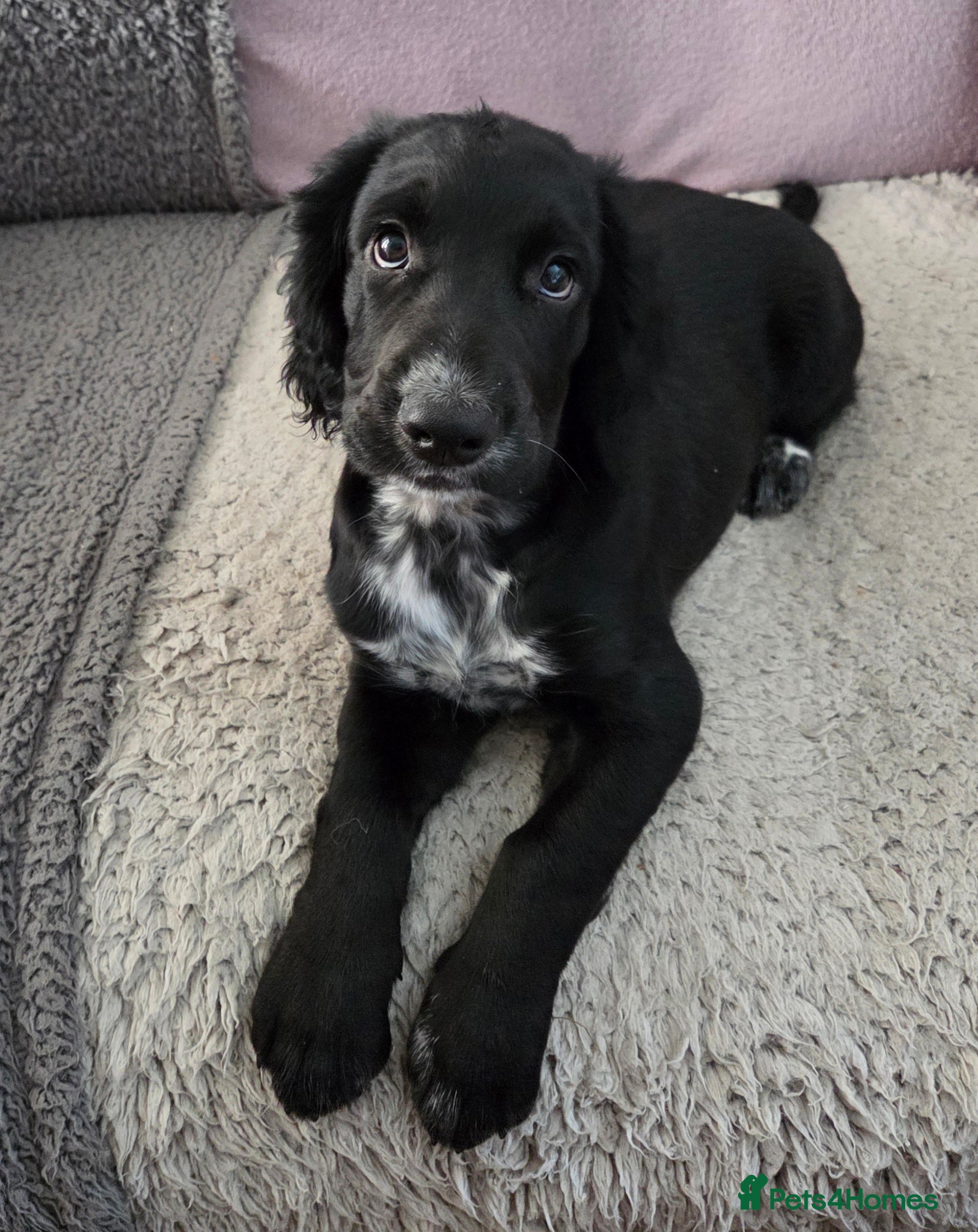 Cocker Spaniel dogs KC Registered Cocker Spaniel Boys - Advert 3