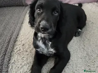 Cocker Spaniel dogs KC Registered Cocker Spaniel Boys - Advert 2