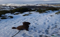 Miniature Poodle dogs for stud: KC chocolate phantom miniature poodle stud  in Denbigh - Image 3