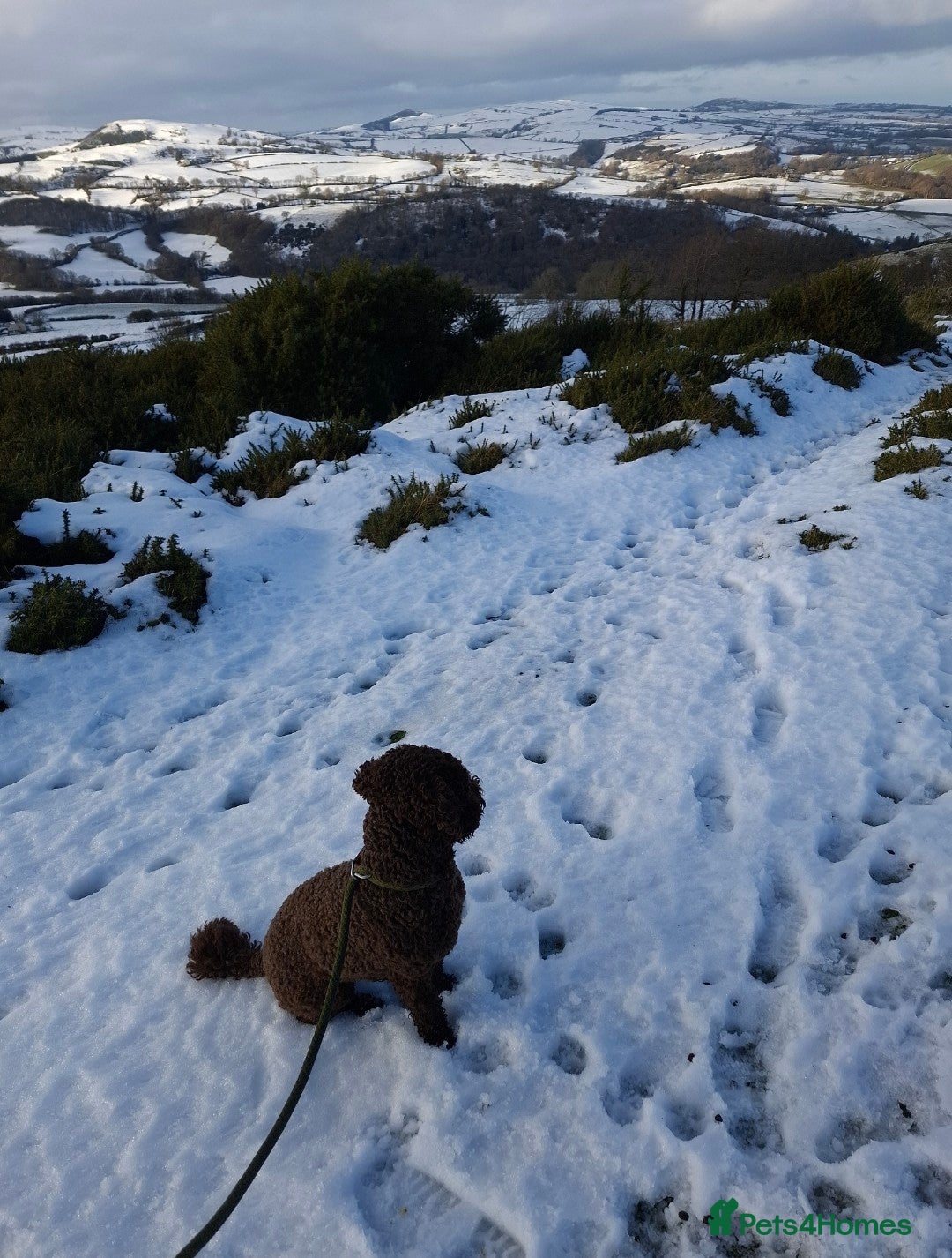Miniature Poodle dogs for stud: KC chocolate phantom miniature poodle stud  in Denbigh - Image 3