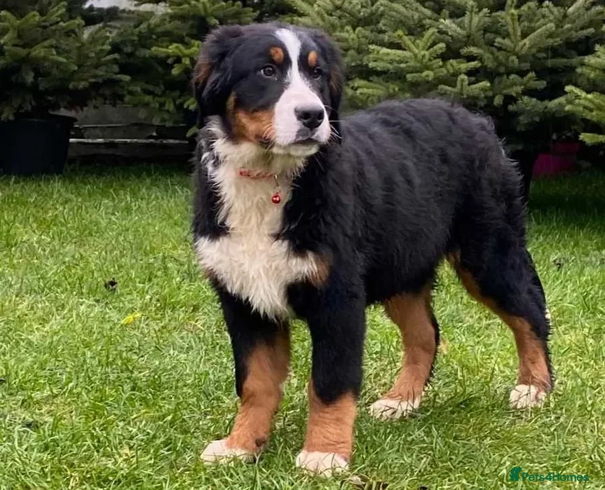 Bernese Mountain Dog dogs Bernese mountain dogs - 3 puppies left - Advert 1