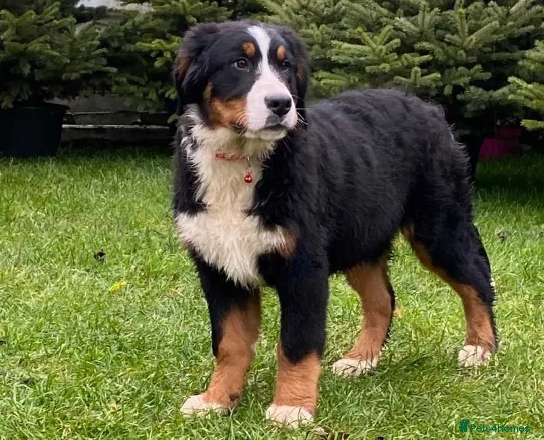 Bernese Mountain Dog dogs for sale: Bernese mountain dogs - 3 puppies left - Advert 1