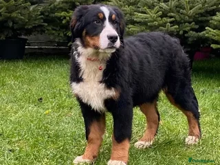 Bernese Mountain Dog dogs Bernese mountain dogs - 3 puppies left - Advert 1