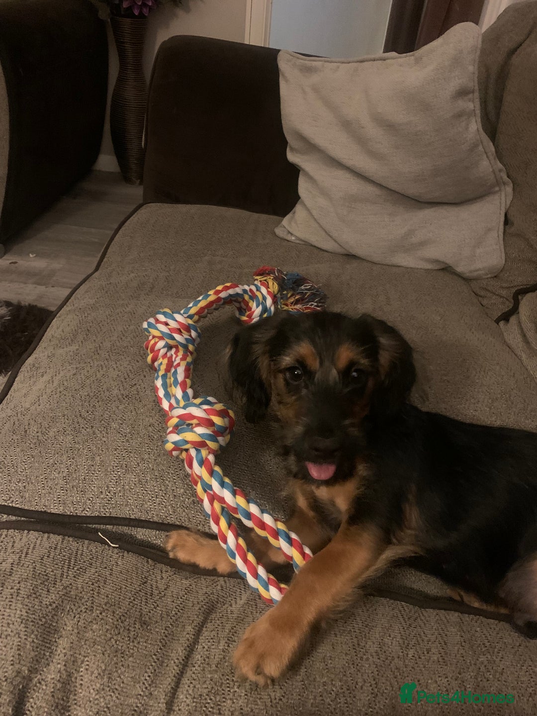 Mixed Breed dogs for sale: Cockerjack puppy for sale  - Image 3