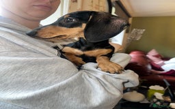 Miniature Dachshund dogs for sale: Last remaining Black and Tan girl  - Image 4
