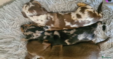 Dachshund dogs REDUCED! Beautiful Standard Dachshund - Advert 8