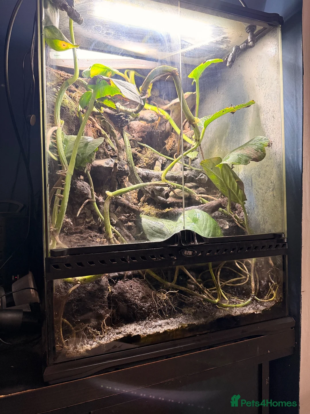 Frog reptiles for sale: Amazon milk frog with full bioactive VIV  - Advert 1