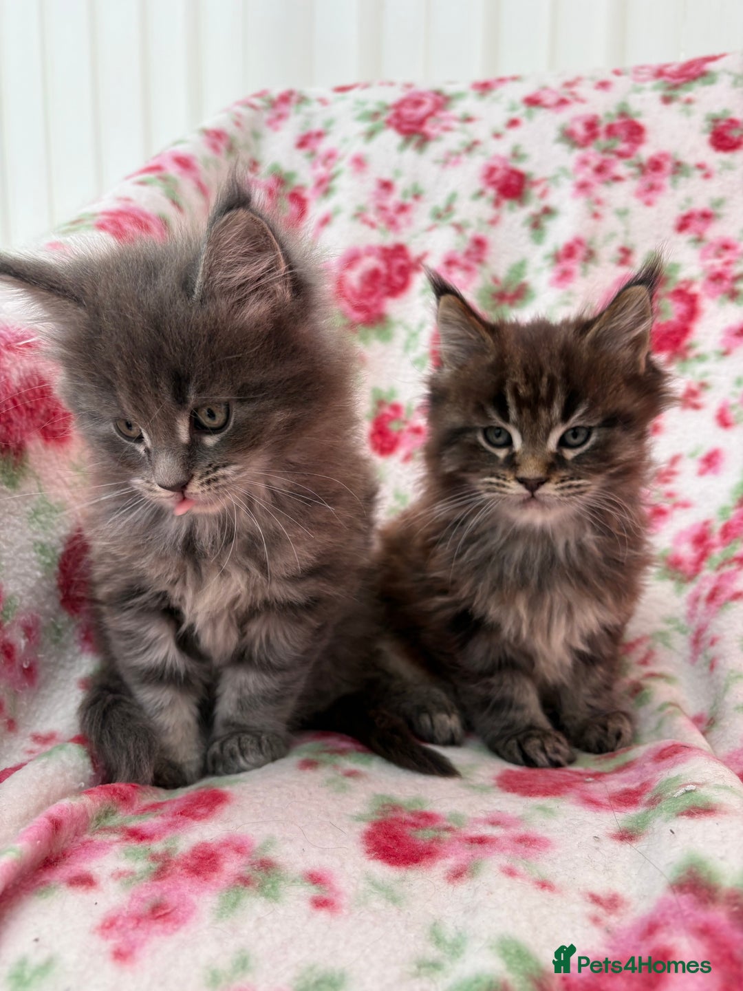 Maine Coon cats for sale: Maine Coon kittens  - Advert 2