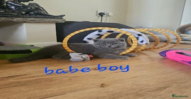 Scottish Fold cats - Advert 12
