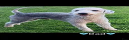 Bedlington Terrier dogs for sale: Bedlington terrier puppies 3 boys available  in Darlington - Advert 11
