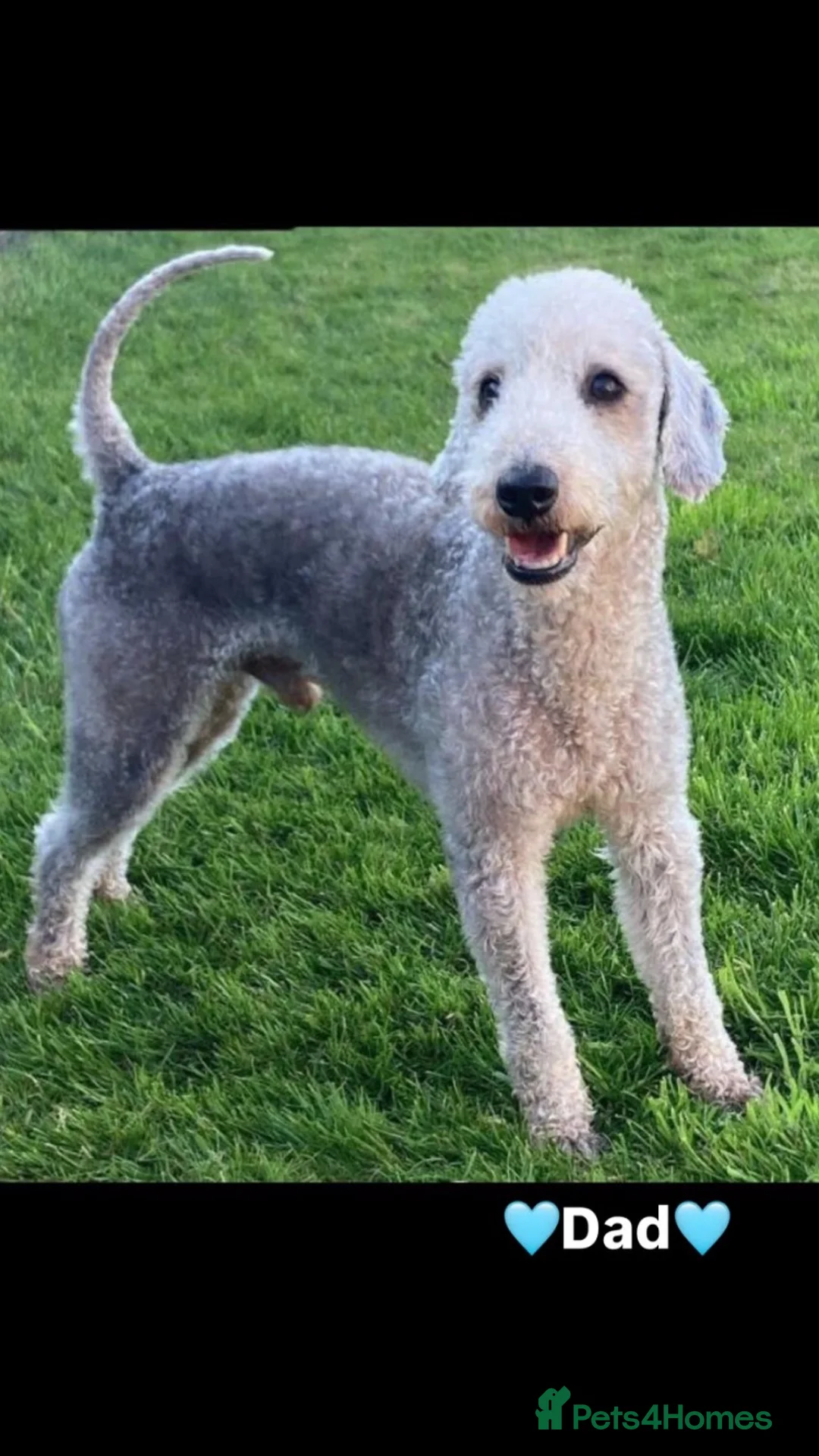 Bedlington Terrier dogs for sale: Bedlington terrier puppies 3 boys available  in Darlington - Advert 11