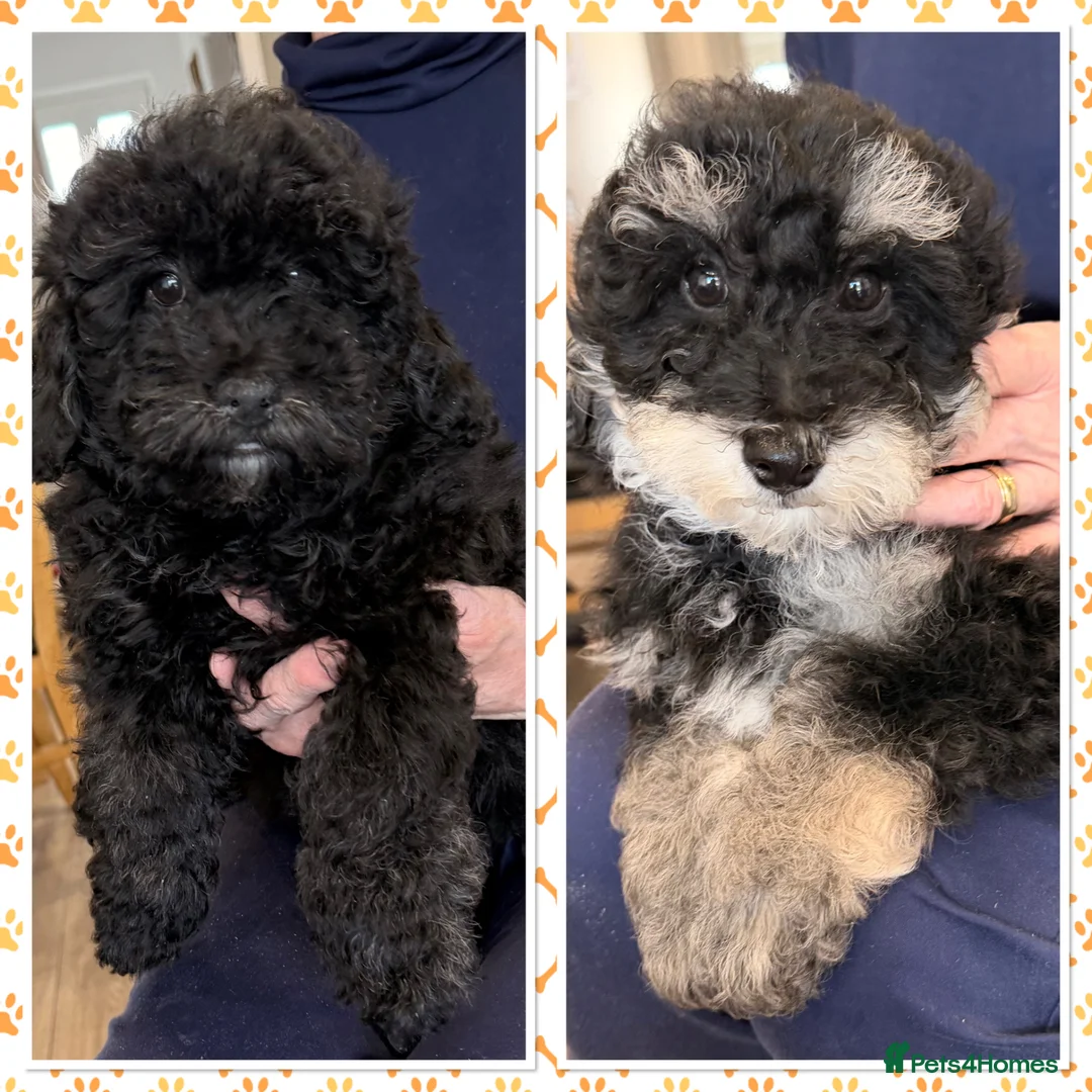 Poochon dogs for sale: Gorgeous Poochon puppies 2  boys left  - Advert 2