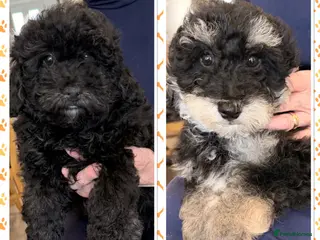 Poochon dogs Gorgeous Poochon puppies 2 boys left - Advert 4