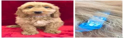 Cockapoo dogs for sale: Stunning F1 Cockapoos - Advert 3
