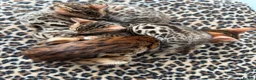 Bengal cats for sale: Bengal kittens - Advert 3
