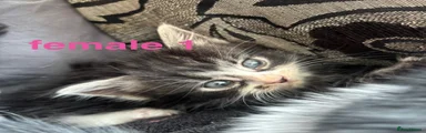 Smudge
