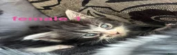 Mixed Breed cats for sale: kittens for sale! - Advert 1