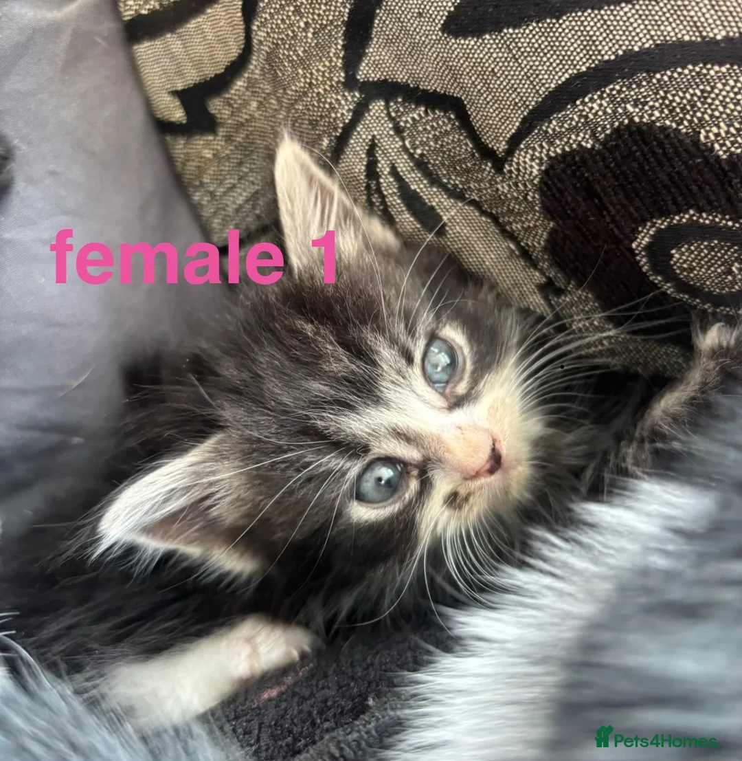 Mixed Breed cats for sale: kittens for sale! - Advert 1