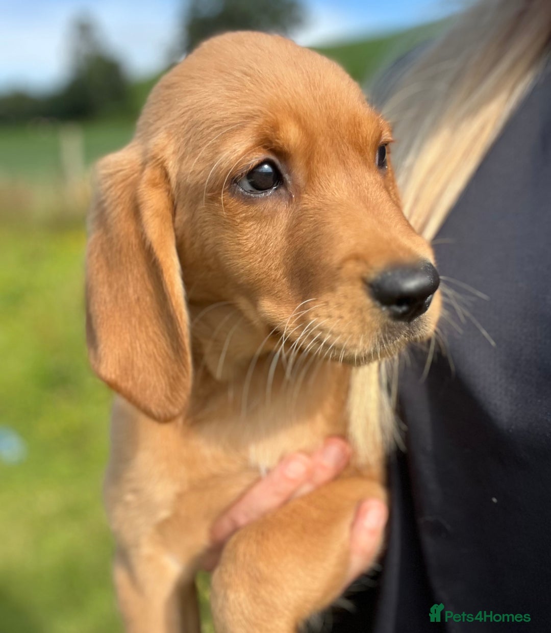 Goldador dogs for sale: Beautiful Chunky Goldador Puppies - Image 15