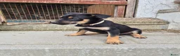 Mixed Breed dogs for sale: 8 Huntaway x puppies for sale - Advert 3