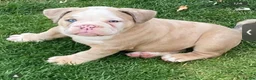 American Bully dogs for stud: Micro exotic open for stud  in Wirral - Advert 9