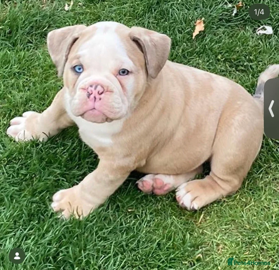 American Bully dogs for stud: Micro exotic open for stud  in Wirral - Advert 9