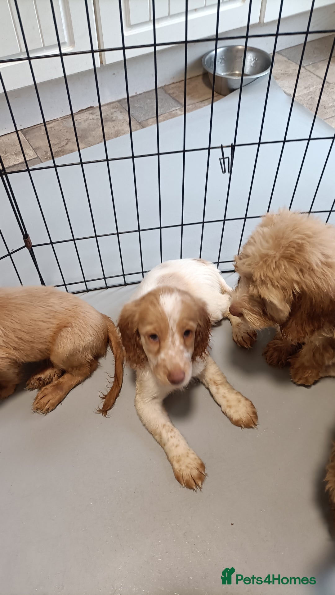 Cockapoo dogs for sale: Cockapoo F1B - Image 21