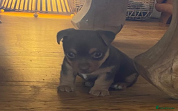 Jack Russell dogs for sale: jack russell girl for sale  - Advert 9