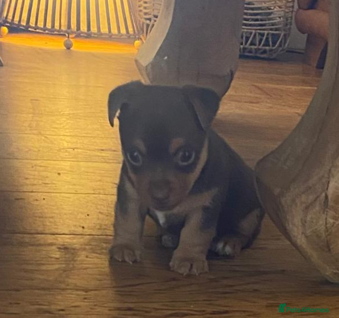 Jack Russell dogs for sale: jack russell girl for sale  - Advert 9