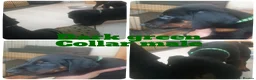 Dobermann dogs for sale: ☆☆Ready to leave Today  Black Doberman Puppies☆☆ - Advert 36