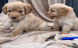 Cockapoo dogs for sale: Beautiful cockerpoo puppies F1  - Image 15