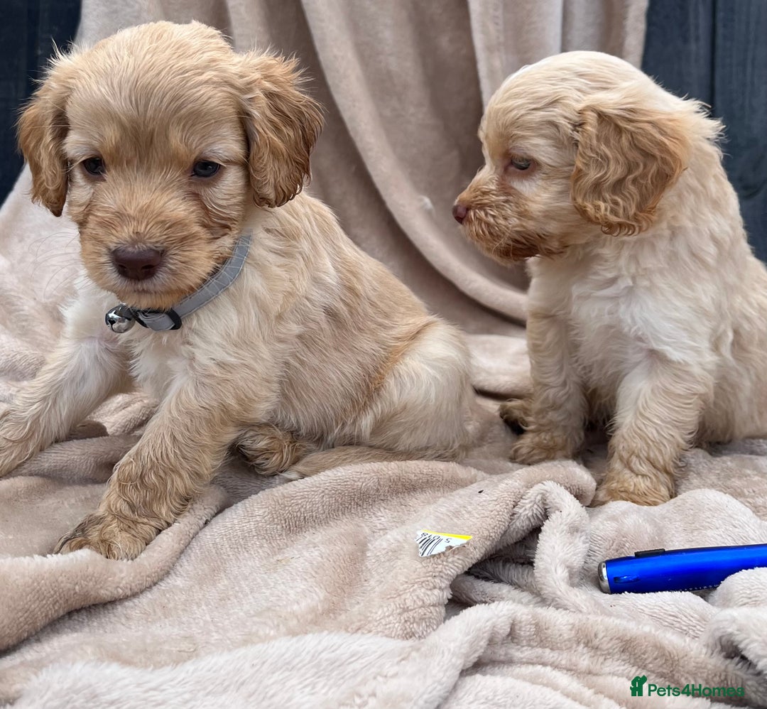 Cockapoo dogs for sale: Beautiful cockerpoo puppies F1  - Image 15