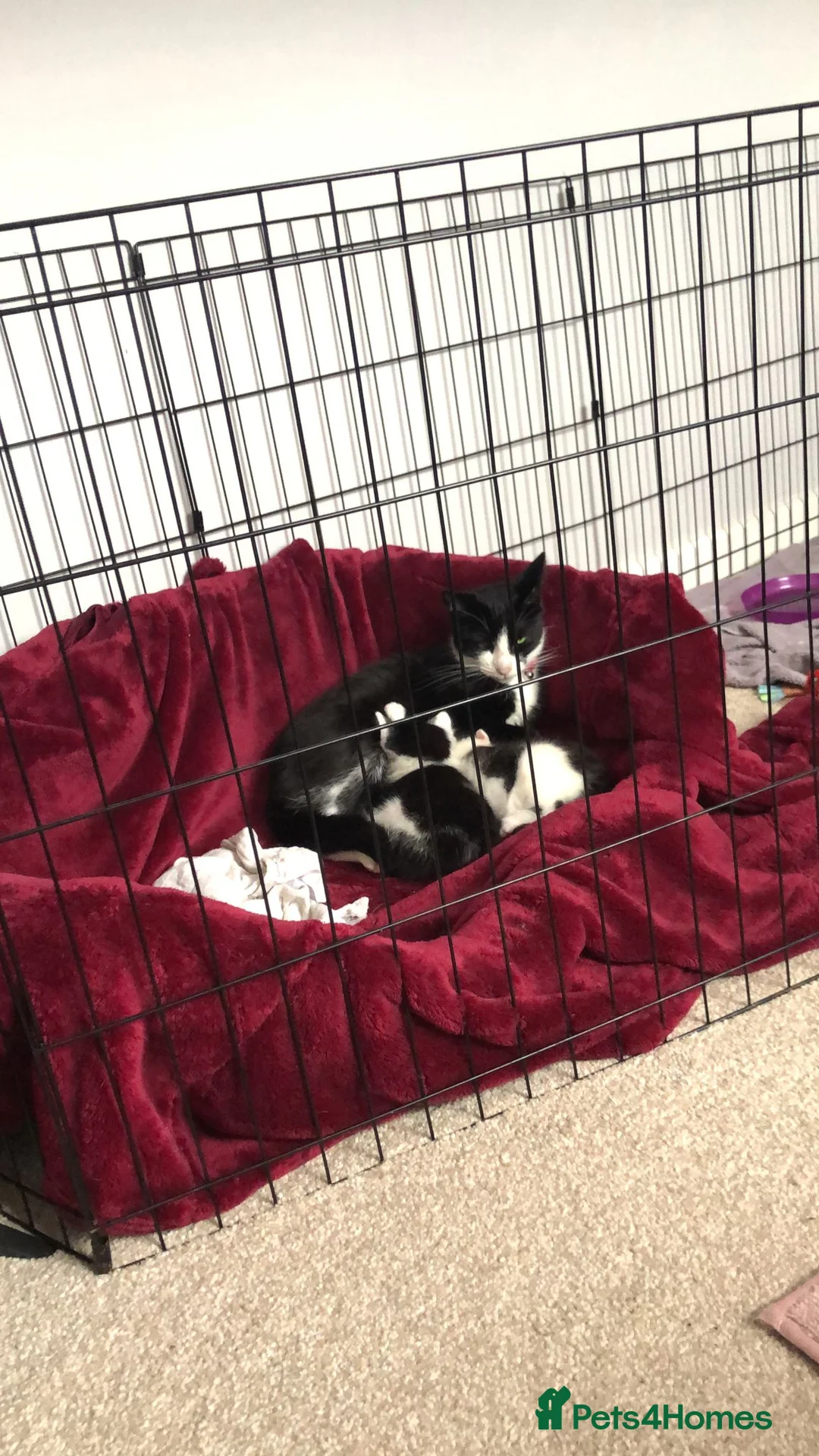 Mixed Breed cats for sale: Maine coon x American shorthair kittens  - Advert 2