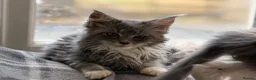 Maine Coon cats for sale: Stunning Gccf reg maine coon kittens  - Advert 7