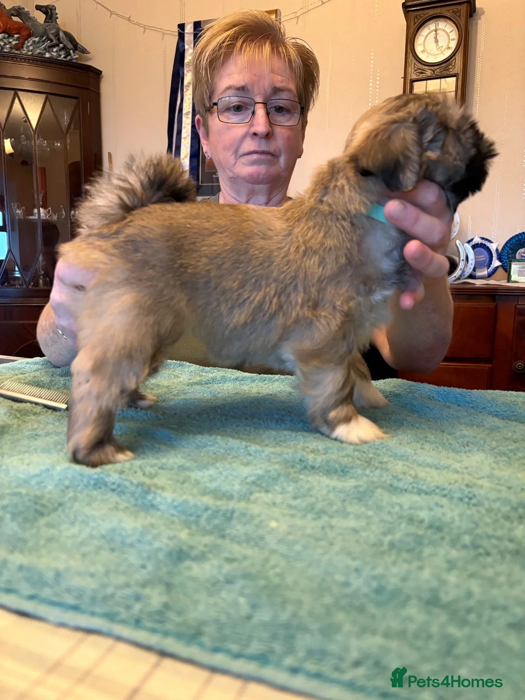 Lhasa Apso dogs for sale: Lovable Lhasa pups in Huntly - Advert 7