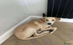 Mixed Breed dogs for adoption: **Meet Otello – The Pup with a Sparkle!** - Image 10