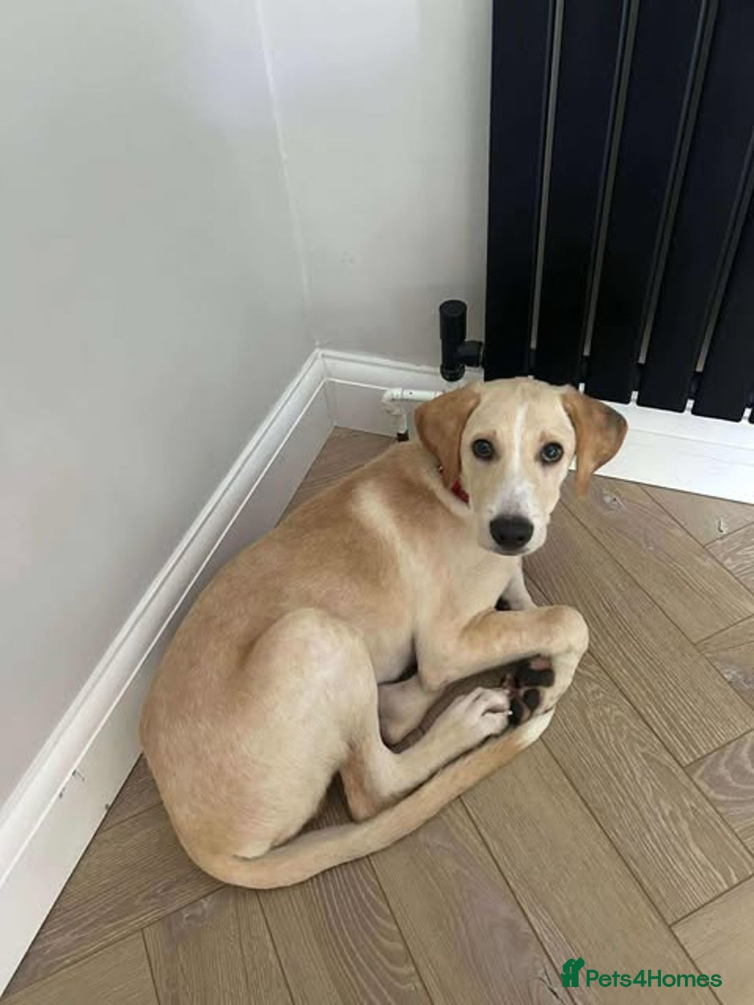 Mixed Breed dogs for adoption: **Meet Otello – The Pup with a Sparkle!** - Image 10