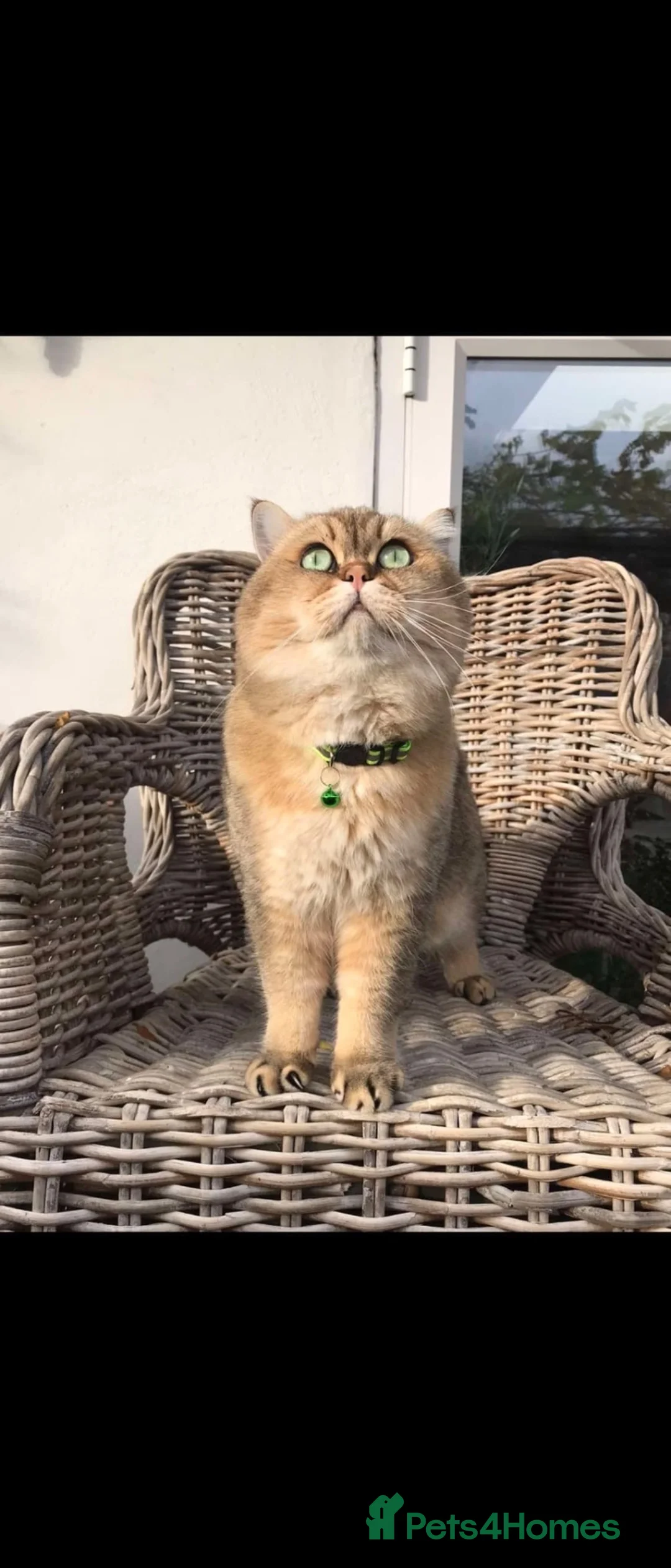 British Shorthair cats for sale: Beautiful Golden Chinchilla British Shorthair Male in Uxbridge - Advert 2