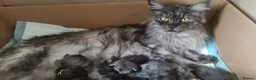 Maine Coon cats for sale: GCCF – Maine Coon kittens - Advert 9