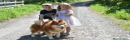 Pomsky dogs for sale: Stunning F3 Rare Chocolate Pomskies Health Tested - Advert 5