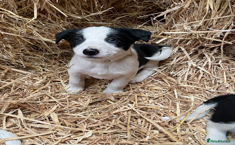 Border Collie dogs - Advert 10
