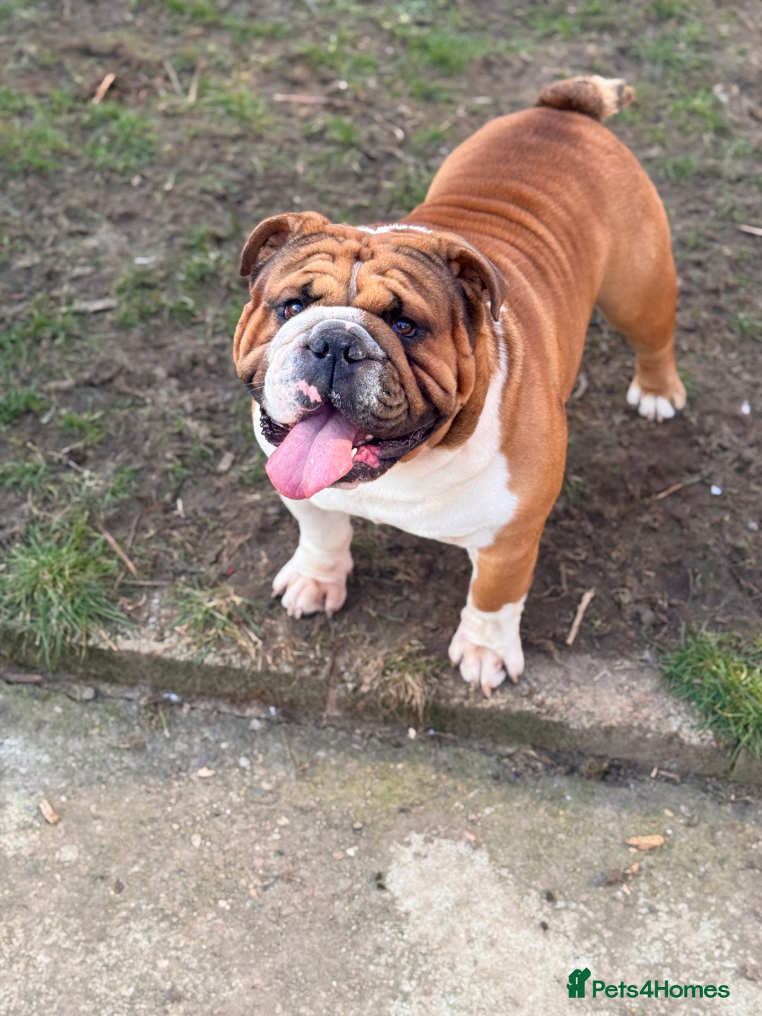 English Bulldog dogs for stud: Stunning Red/white English bulldog for stud  - Advert 6