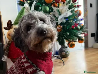 Cockapoo dogs Archie cockapoo male f2 in Maidstone - Advert 1