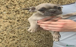 French Bulldog dogs for sale: Beautiful French bulldog puppies  - Image 9