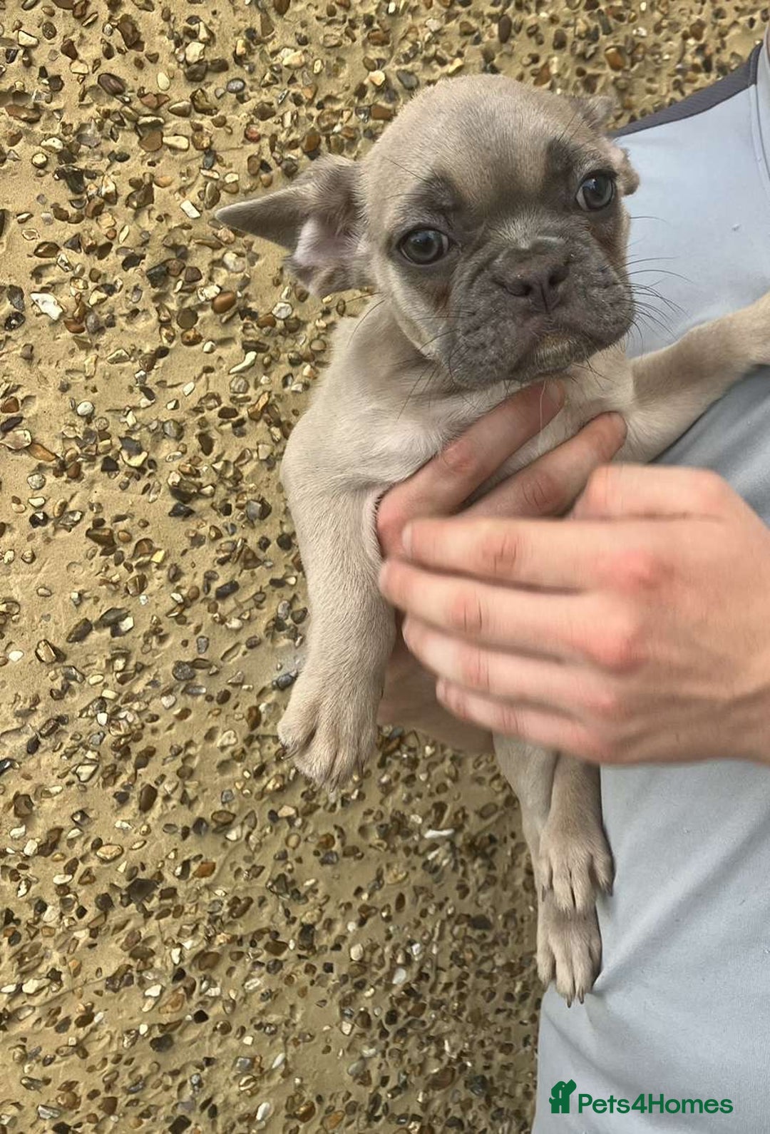 French Bulldog dogs for sale: Beautiful French bulldog puppies  - Image 9