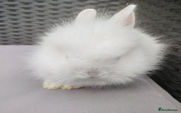 Lionhead rabbits for sale: 1 blue eyed white male left - Image 7