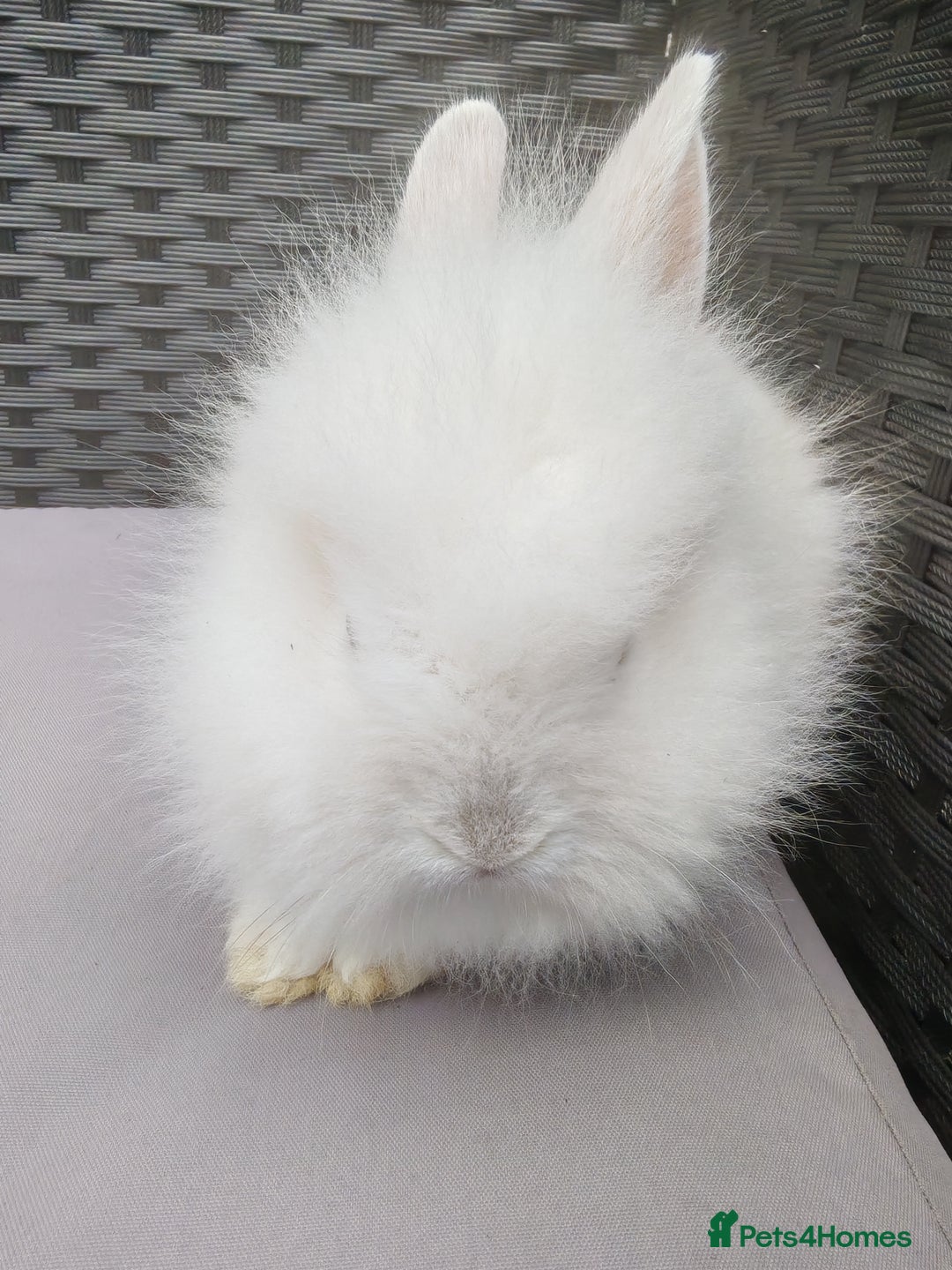 Lionhead rabbits for sale: 1 blue eyed white male left - Image 7