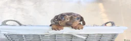 Miniature Dachshund dogs for sale: Super small miniature dachshund kc - Advert 30